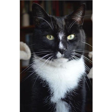Featured Cat of the Week - Mittens Featured Cat of the Week - Mittens