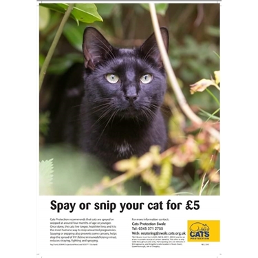 £5 neutering! £5 neutering!