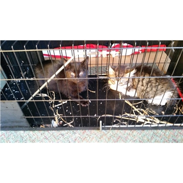Our recent TNR at a local farm . Our recent TNR at a local farm .