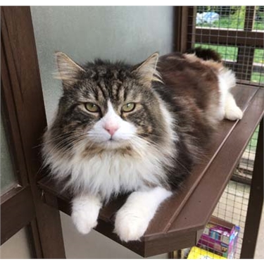 Cat of the Month, May 2018: Chilli Cat of the Month, May 2018: Chilli