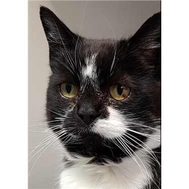 Smudge is Cat of the Month Smudge is Cat of the Month