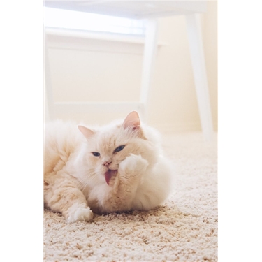 Grooming your cat Grooming your cat