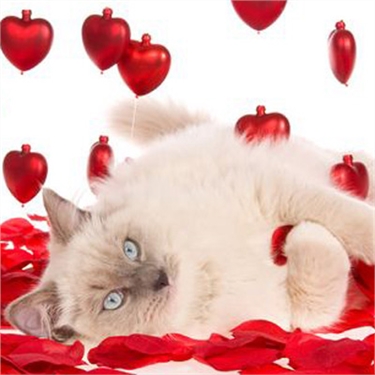 10 reasons why your cat is the ultimate Valentine