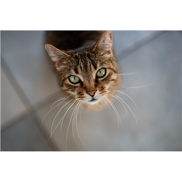 FAQs about coronavirus (COVID-19) and cats
