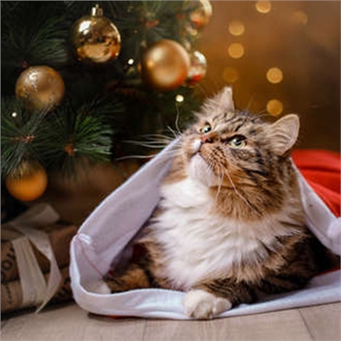 12 Nays of Christmas 12 Nays of Christmas
