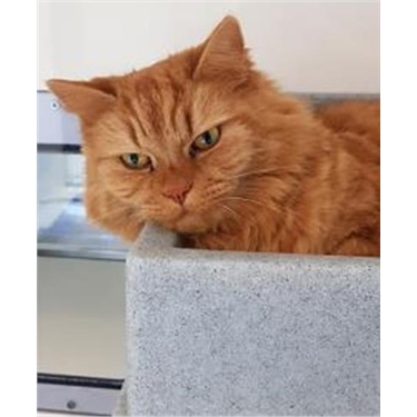 Puss Puss is Cat of the Month Puss Puss is Cat of the Month