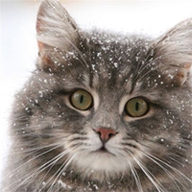 Cat Neutering Free Glasgow Cat Neutering Free Glasgow