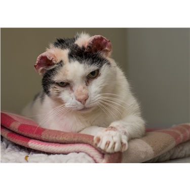Protect felines from sunburn this summer urges charity Protect felines from sunburn this summer urges charity
