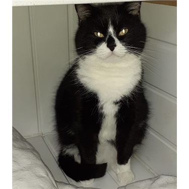 Our next Homing Show - Saturday 21 March in Rayleigh Our next Homing Show - Saturday 21 March in Rayleigh