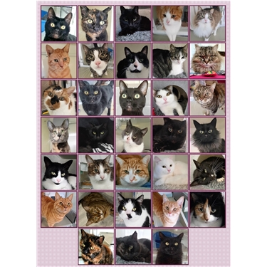 Cats we have rehomed so far in 2022!
