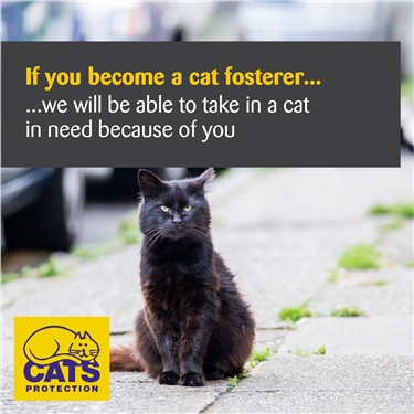 Become part of a cats fairy tail and their journey to their furrever home...