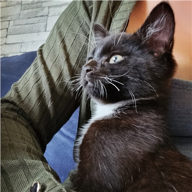 Boots and Dexter