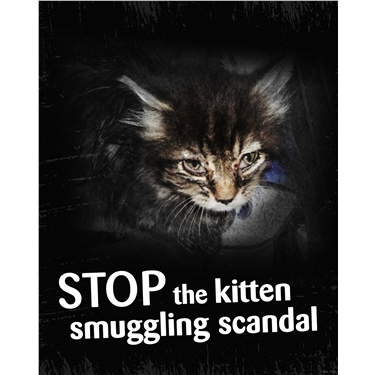 We need your help to stop the kitten smuggling scandal 