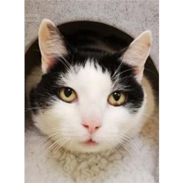 Lucy is sponsor cat Lucy is sponsor cat