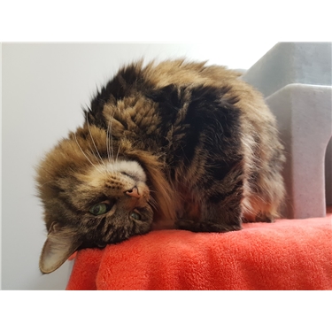 Update On The Hyperthyroid Cats In Our Care