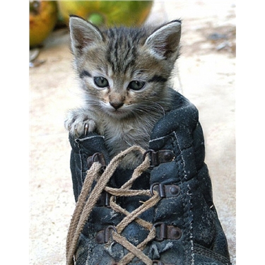 These boots are made for walking These boots are made for walking