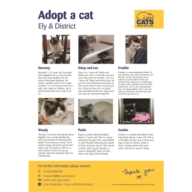 August cats for Adoption August cats for Adoption