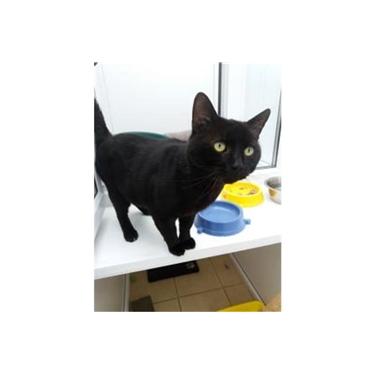 Cat of the Month, June 2018: Bruce Cat of the Month, June 2018: Bruce