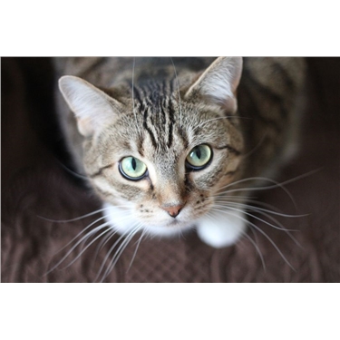 Food standards agency - Catfood recall Food standards agency - Catfood recall
