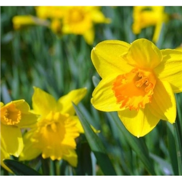 are daffodil plants poisonous to cats and dogs