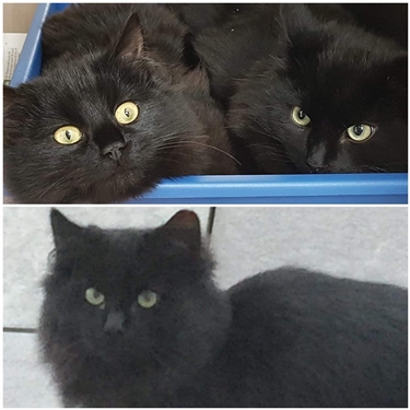 The Three Fluffs The Three Fluffs