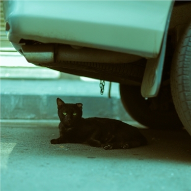 How to tell the difference between stray and feral cats How to tell the difference between stray and feral cats