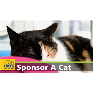 Cat Sponsorship 