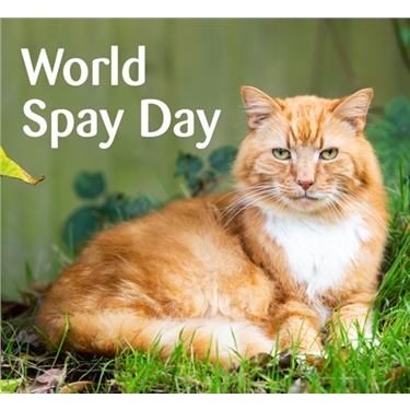 World Spay Day  22/02/22