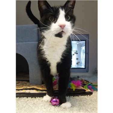 Mature Cats Have Lots of Love to Give Mature Cats Have Lots of Love to Give
