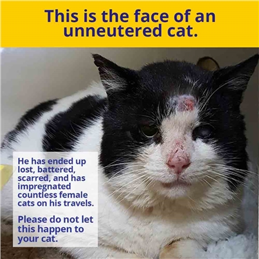 do you neuter a female cat