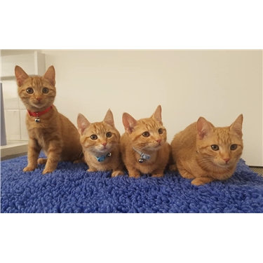 Unusual litter of all ginger females! Unusual litter of all ginger females!