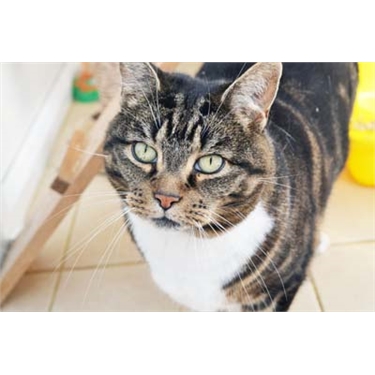 Cat of the Month, Oct 2016: Leah