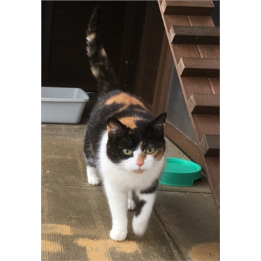 Cat of the Month, April 2018: Smudge