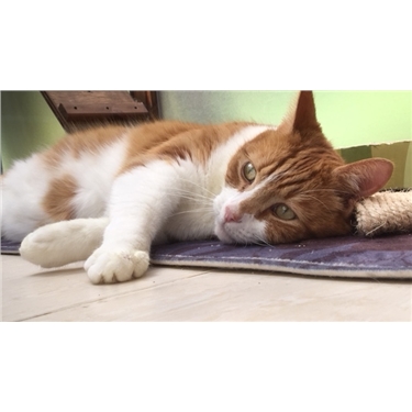 2018 - a year in cat rescue 2018 - a year in cat rescue