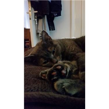 Forever Home Stories Forever Home Stories