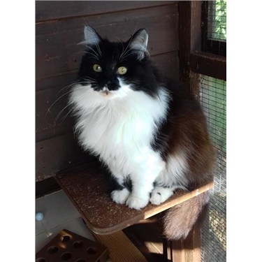 Featured Cat of the Week - Athena Featured Cat of the Week - Athena