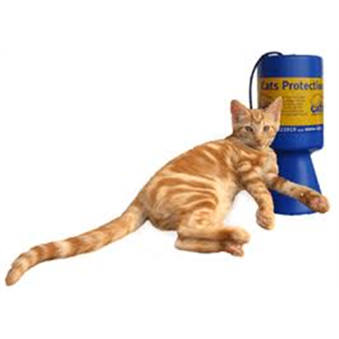 Cats Protection Camberly Cats Protection Camberly