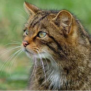 Cats Protection dismayed at plans to shoot Scottish feral cats