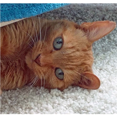 Fancy Fostering? Fancy Fostering?