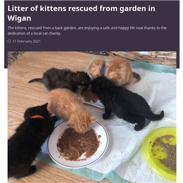 Kittens Found In Wigan Garden 