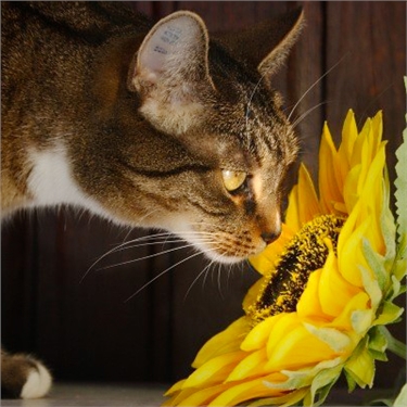 Cats and poisonous flowers and plants