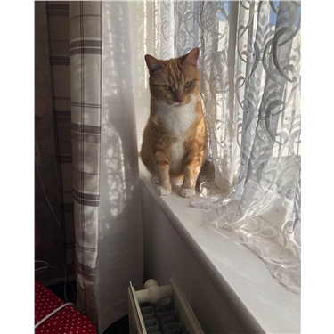 Tigger Gets a Home Tigger Gets a Home
