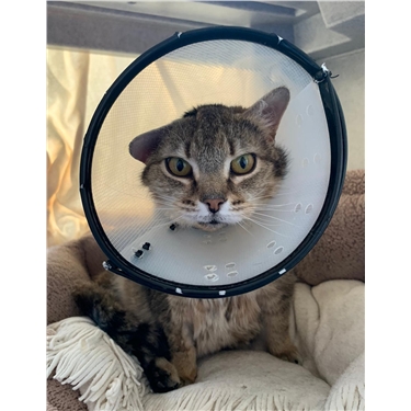 Meet Tess our sponsor cat Meet Tess our sponsor cat
