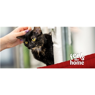 Help Cats and Kittens feel at home with Winter