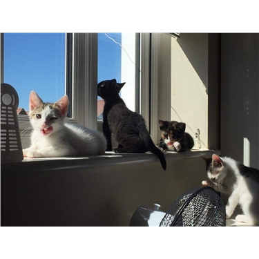 Adopt Don Adopt Don