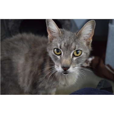 Can you help Tibbs this summertime? Can you help Tibbs this summertime?