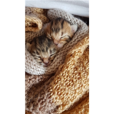 Welfare Team Leader saves kittens from drowning 