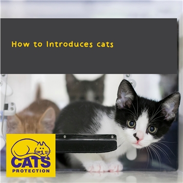 How to Introduces cats