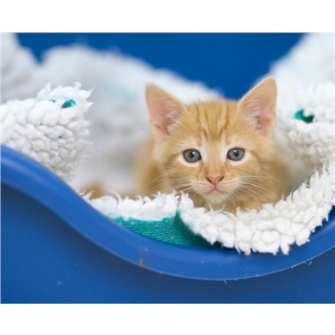 Help us remain #HereForTheCats Help us remain #HereForTheCats