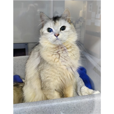 Silver lady Xiomara is our sponsor cat Silver lady Xiomara is our sponsor cat